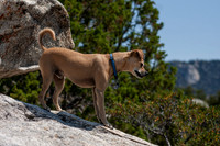 Dogs-07