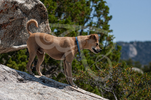 Dogs-07