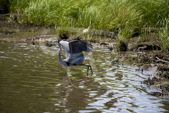 GreatBlueHeron-01