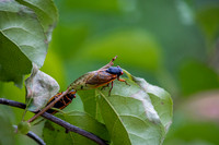 Cicadas-01