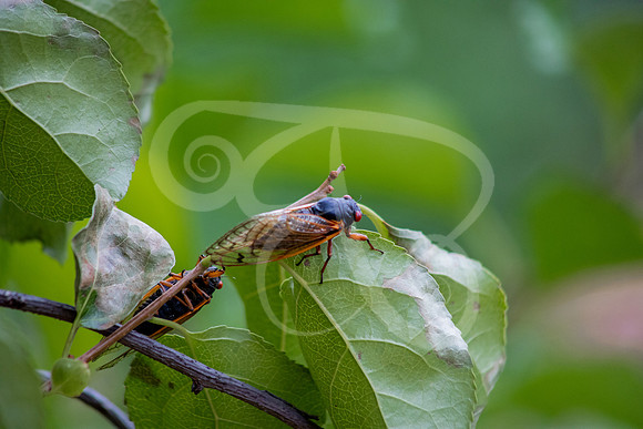 Cicadas-01