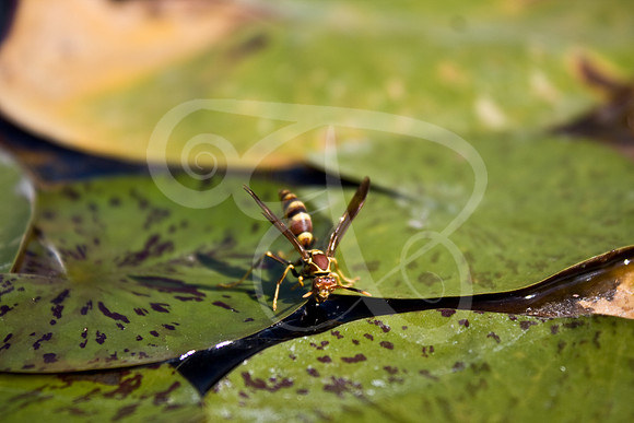 Wasp-01