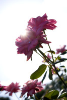 UT Gardens (225 of 356)
