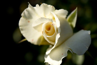 UT Gardens (348 of 356)