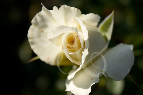 UT Gardens (348 of 356)