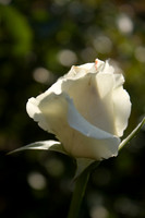 UT Gardens (349 of 356)