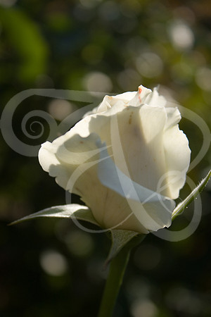 UT Gardens (349 of 356)