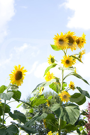 UT Gardens (120 of 356)