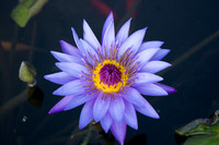 UT Gardens (179 of 356)