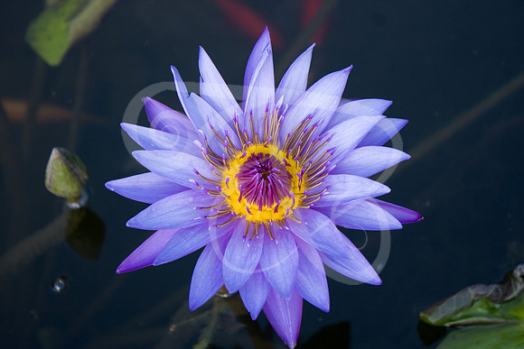 UT Gardens (179 of 356)