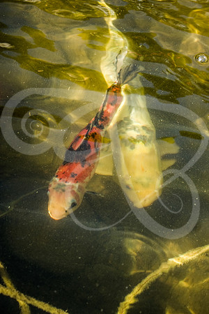 CoyFish-01