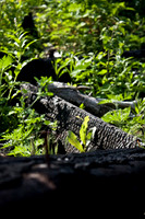 S Monon (48 of 134)