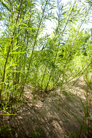 Leaves & Trunks