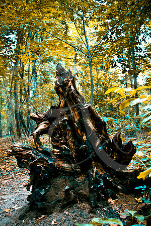 Fall (11 of 229)