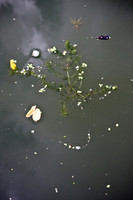Fall (112 of 229)