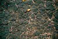 Fall (50 of 229)