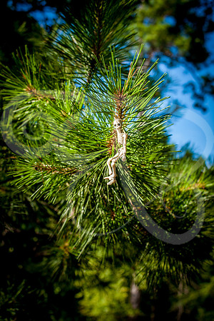 B&L17 (25 of 66)