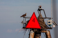 Osprey-01