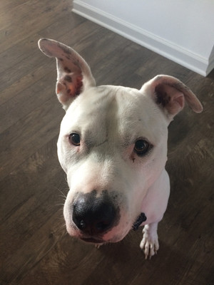 Pitbull Love
