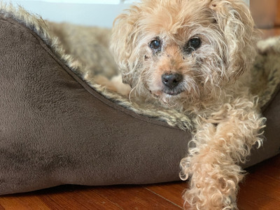 Cockapoo