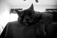 Cats-02