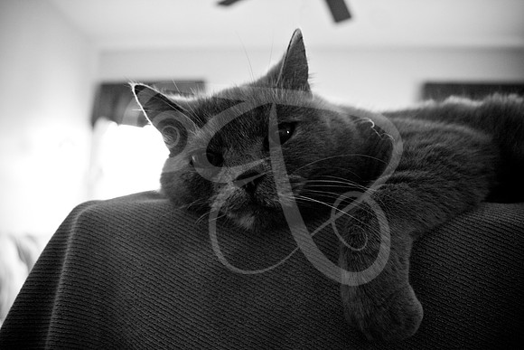 Cats-02