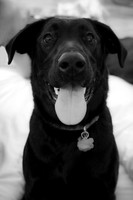 Dogs-01