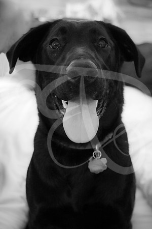 Dogs-01