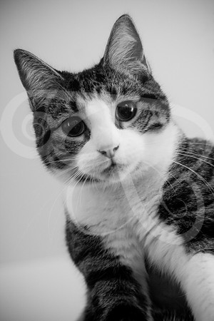 Cats-01