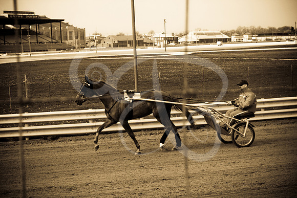 Horses (3 of 4)