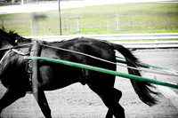 Horses (4 of 4)