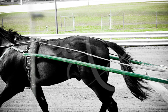 Horses (4 of 4)
