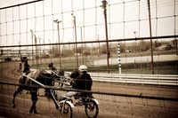 Horses (2 of 4)