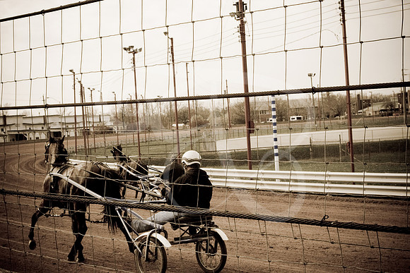 Horses (2 of 4)