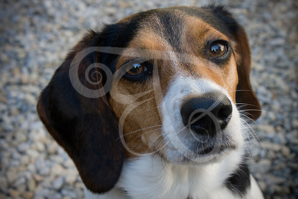 Dogs-08