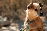 Dogs-04