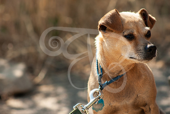 Dogs-04