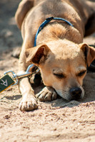 Dogs-06