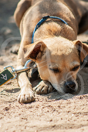 Dogs-06