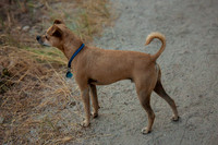 Dogs-02