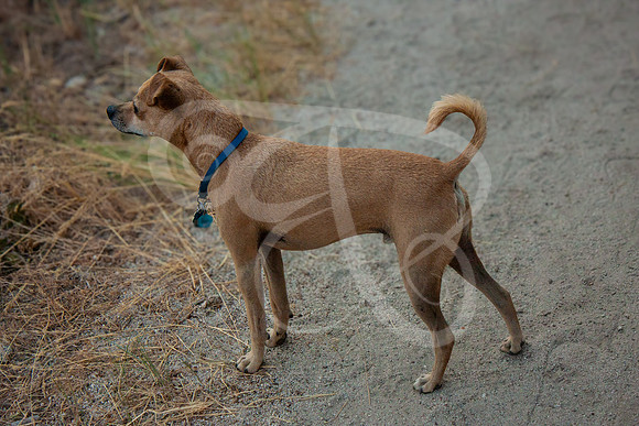 Dogs-02