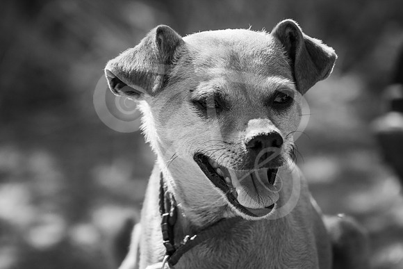 Dogs-05
