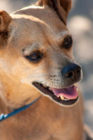 Dogs-03