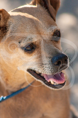 Dogs-03